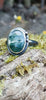 Oxidised silver ring with a large oval moss agate stone surrounded by a seaweed tendril. Sitting on a mossy log with daisys in the background.