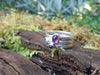 Set of 3 stacking rings sitting on a mossy log