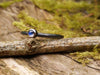Tiny oxidised silver and moonstone ring 