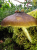 London Blue Topaz and Wound Tiny Gold Stacking Rings sitting proudly on a mushroom