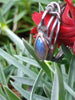 Oxidised Silver Tendril Leaf Ring with Labradorite hanging on a red flower