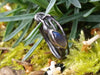 Oxidised Silver Tendril Leaf Ring with Labradorite