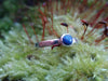 Silver and Lapis stacking ring