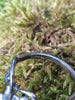 Tendril Bud Ring Hallmark