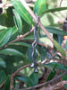 Handmade sterling silver tendril earrings