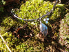 Labradorite Tendril Necklace