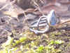 silver tendril ring