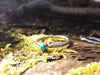 Sterling silver and turquoise stacking ring