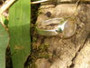 Rose cut rutilated quartz and silver ring