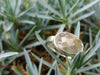 Rose cut rutilated quartz and silver ring