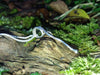 Tendril Tangle Pendant Medium