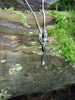 Tendril Tangle Pendant Small